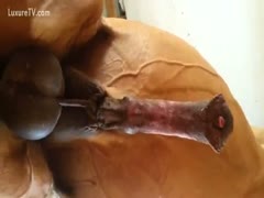 Playing with a horse wang, a hot slut